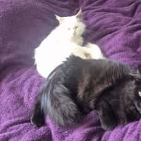 Photo of Emi * 9 Lives Project Rescue*