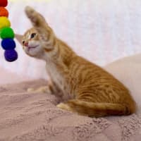 Photo of Tom   In Foster Care In Croydon