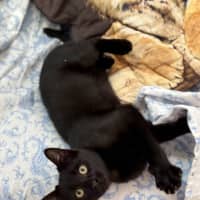 Photo of Jett (9001)