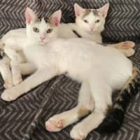 Photo of Verity & Solace