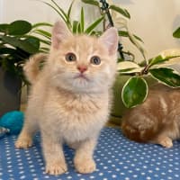 Photo of Thunder And Monkey 