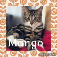 Photo of Mango 
