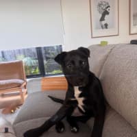 Photo of Bindi