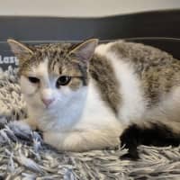 Photo of Brett **2nd Chance Cat Rescue**