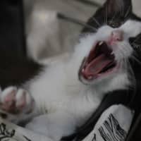 Photo of Moxie