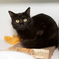 Photo of Raven
