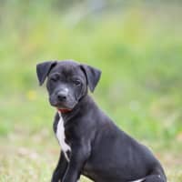 Photo of Ebony