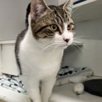 Photo of Pickle