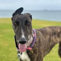 Photo of Brittney, The Greyhound