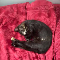 Photo of Frankie   6 Month Old Domestic Medium Hair