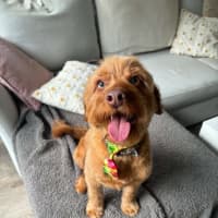 Photo of Oliver