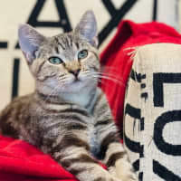 Photo of Skylar   Located In Pascoe Vale 