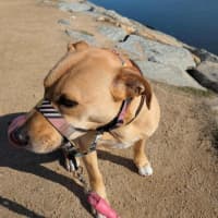 Photo of Apple Crumble