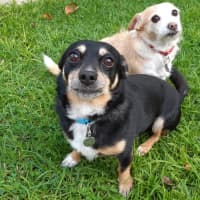 Photo of Paddy And Bonnie