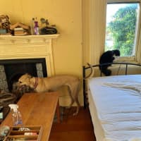 Photo of Toffee, The Cat Friendly Greyhound