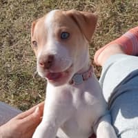 Photo of Gypsy