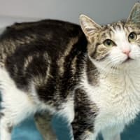 Photo of Sage