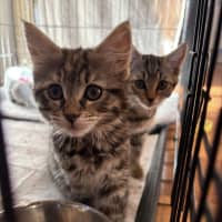 Photo of Peach & Plum 