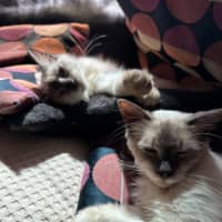 Photo of Sid And Nancy