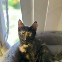 Photo of Whisper