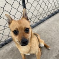 Photo of Foxy