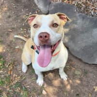 Photo of Benson