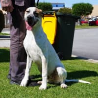 Photo of Ricky Bobby