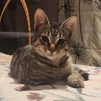 Photo of Cornelius   In Foster Care In Templestowe