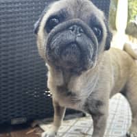 Photo of Prince 👑