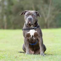 Photo of Rico