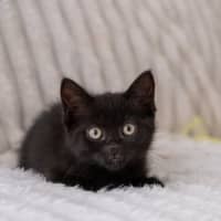 Photo of Midnight