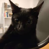 Photo of Loki