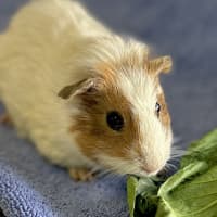Photo of Cheddar