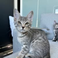 Photo of Snow Leopard 