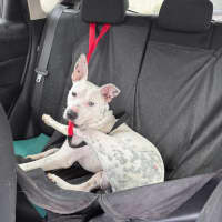 Photo of Sunny   1 Year Old Cattle Dog X