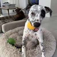 Photo of Teddy   6 Month Old Cattle Dog X
