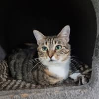 Photo of Dahlia