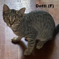Photo of Dotti