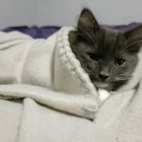 Photo of Freddie (Aubrey)