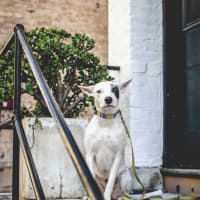 Photo of Luna Lou   2 Year Old Staffy X