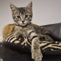 Photo of Eddie 🐾🐅