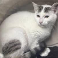 Photo of Cupid