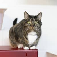 Photo of Tiger  Lily