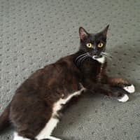 Photo of Annie