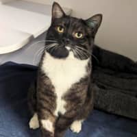 Photo of Arlo