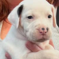 Photo of Spot 