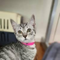 Photo of Frankie   In Foster Care In Healesville