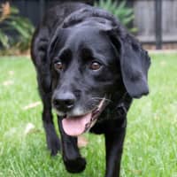 Photo of Tetley Valenti