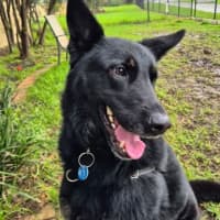 Photo of Rover