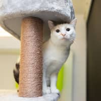 Photo of Aurora